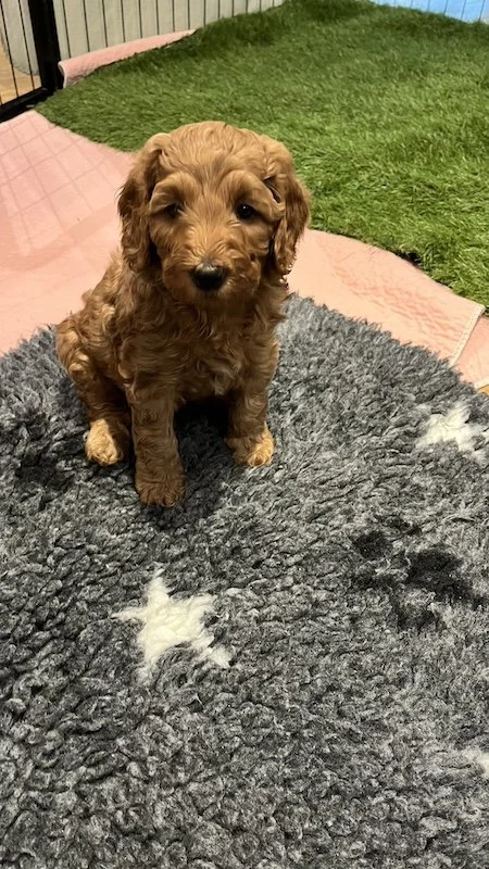 Goldendoodle breeder44.jpeg