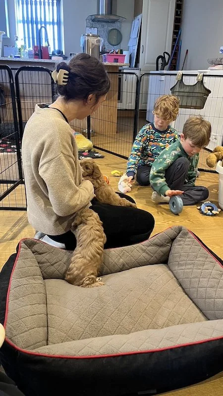 Goldendoodle breeder52.jpeg