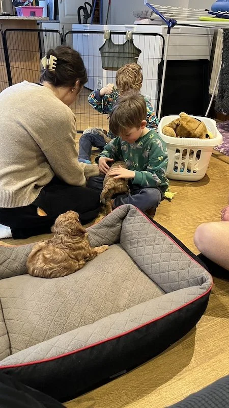 Goldendoodle breeder53.jpeg