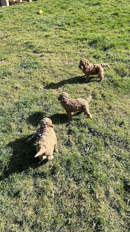 Goldendoodle breeder54.jpeg