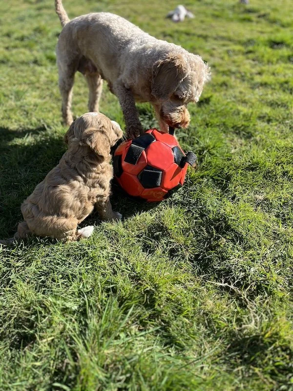 Goldendoodle breeder55.jpeg