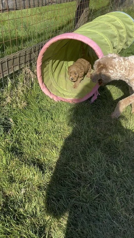 Goldendoodle breeder56.JPG