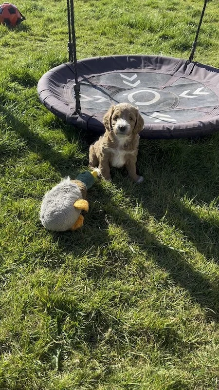 Goldendoodle breeder57.JPG