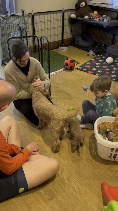 Goldendoodle breeder58.JPG