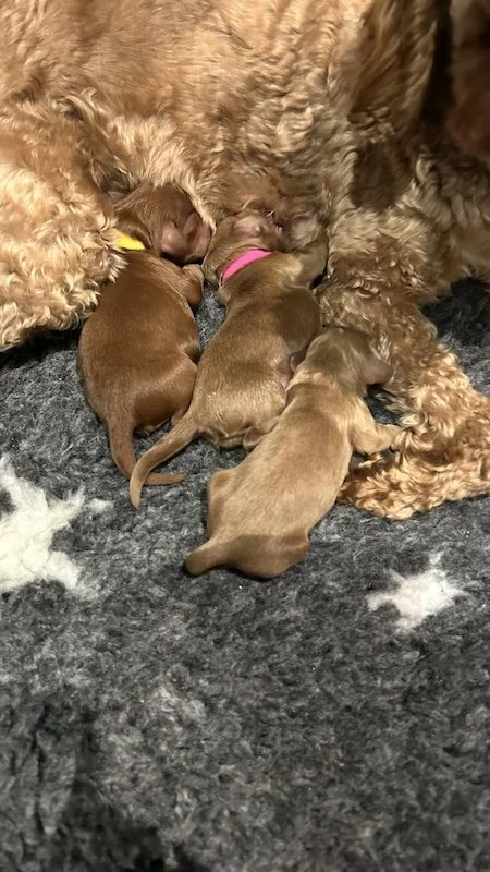 Goldendoodle breeder59.jpeg