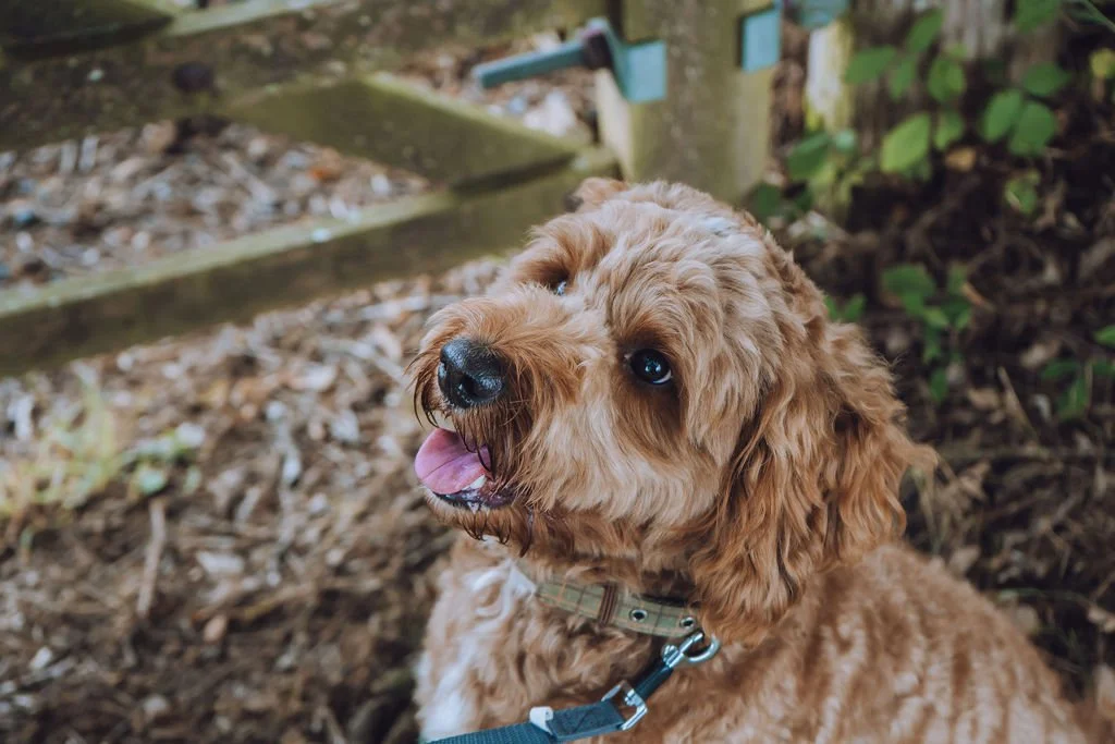Goldendoodle breeder1.jpg