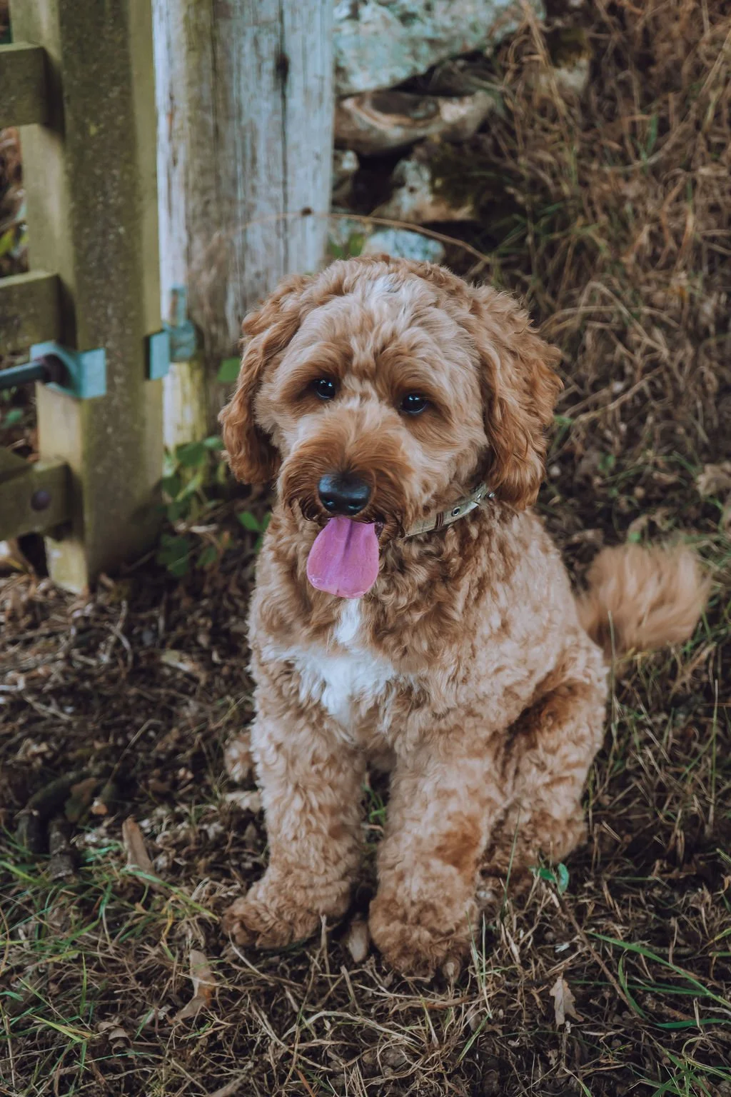 Goldendoodle breeder2.jpg