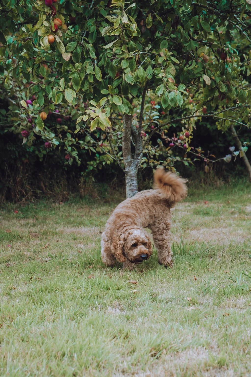 Goldendoodle breeder3.jpg