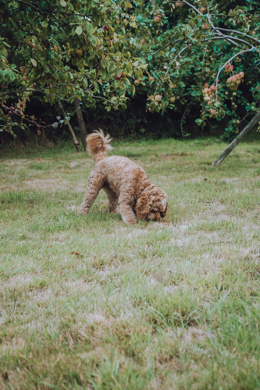 Goldendoodle breeder4.jpg