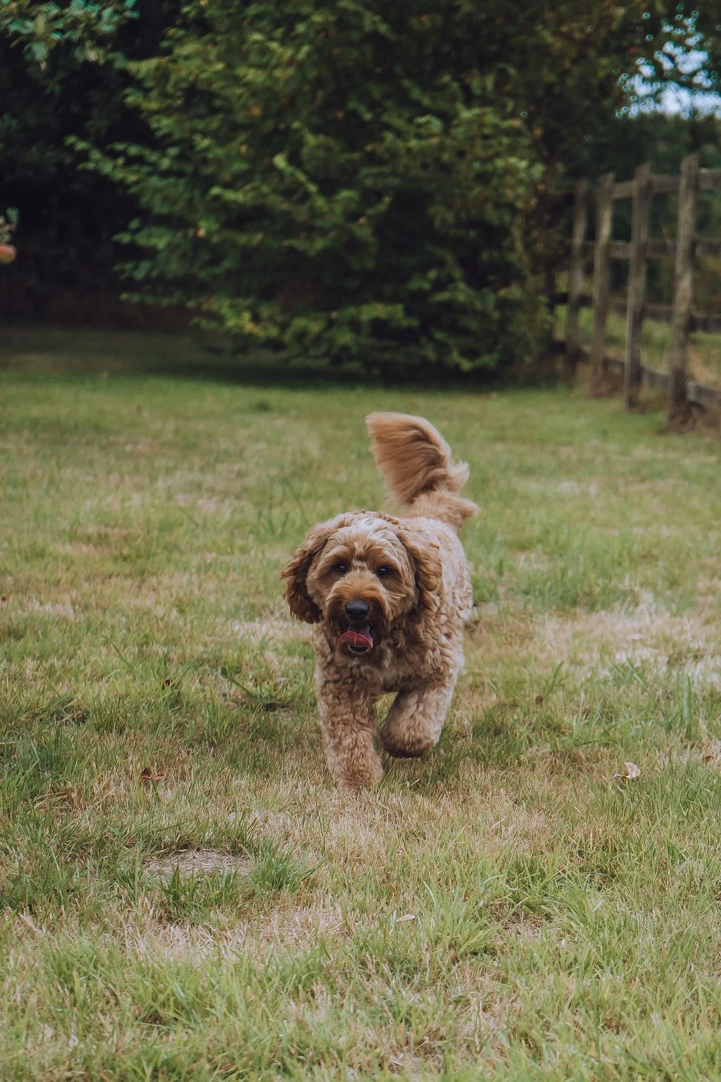Goldendoodle breeder5.jpg