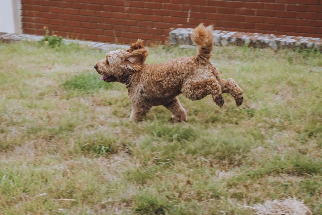 Goldendoodle breeder6.jpg
