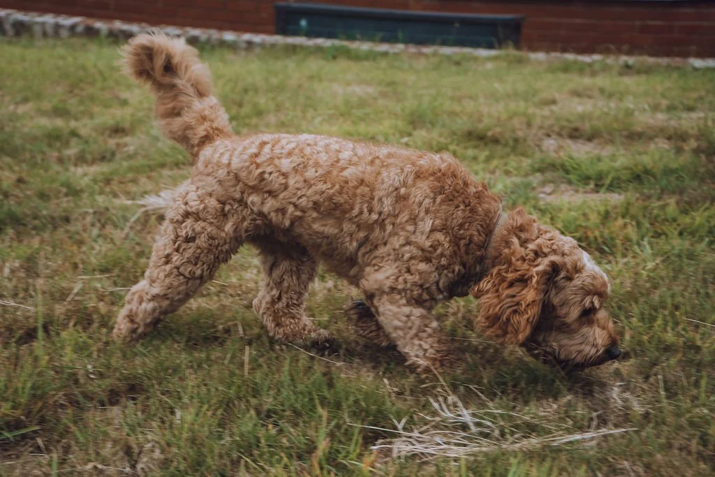 Goldendoodle breeder7.jpg