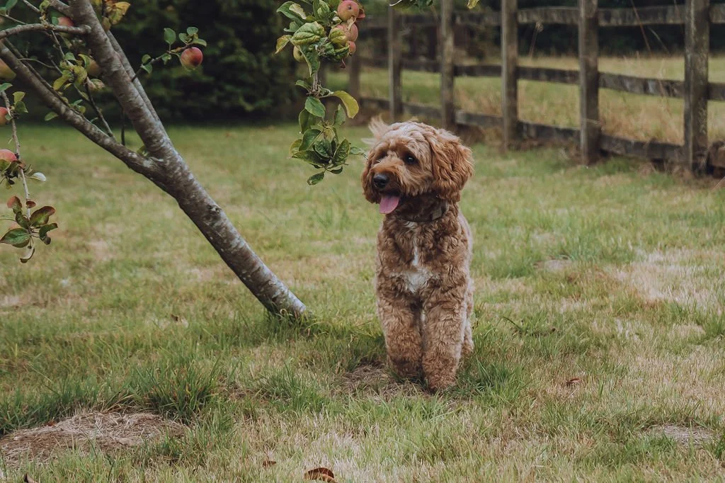 Goldendoodle breeder8.jpg