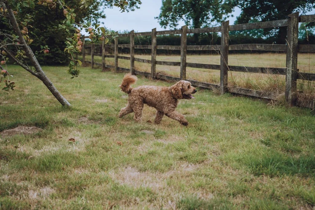 Goldendoodle breeder9.jpg