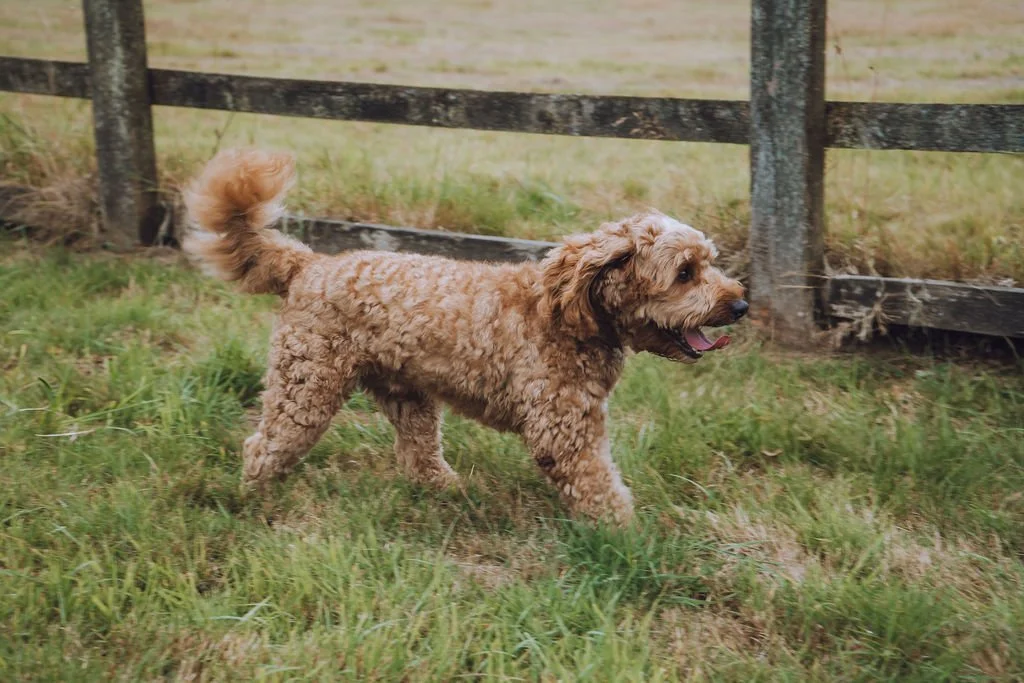 Goldendoodle breeder10.jpg