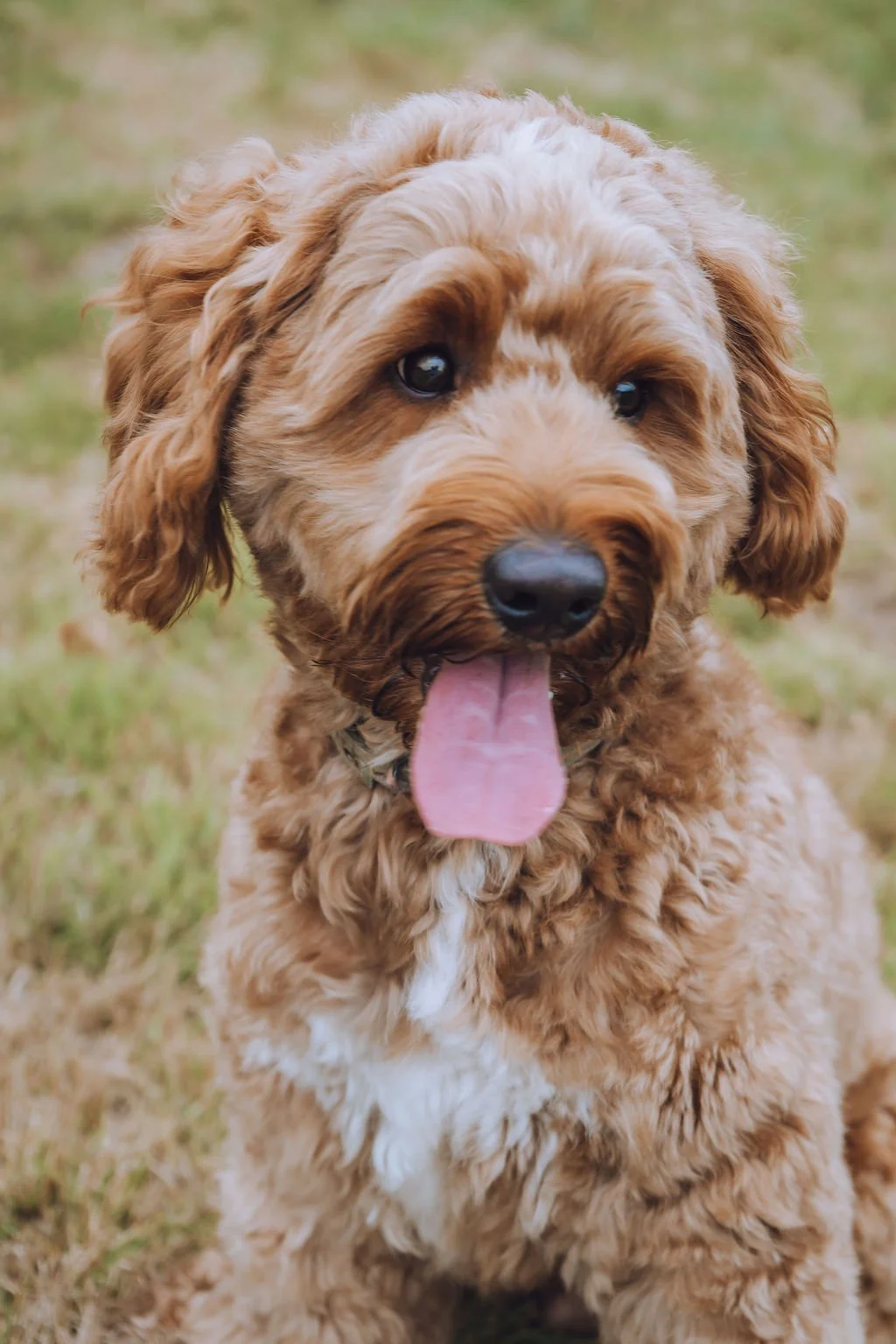 Goldendoodle breeder11.jpg