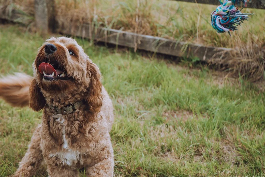 Goldendoodle breeder12.jpg