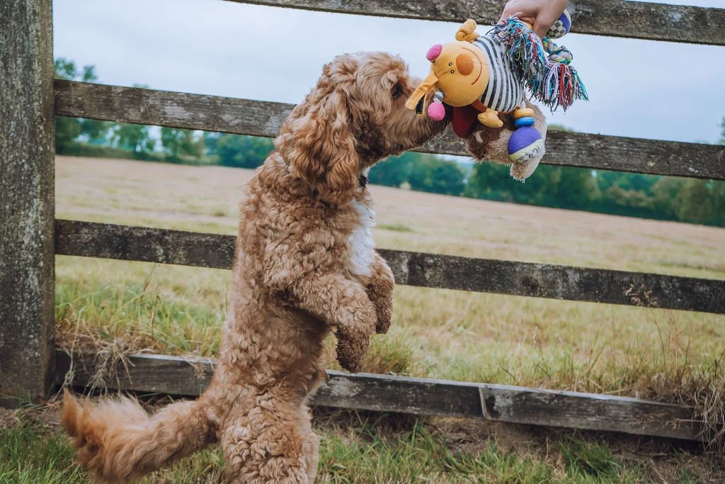 Goldendoodle breeder13.jpg