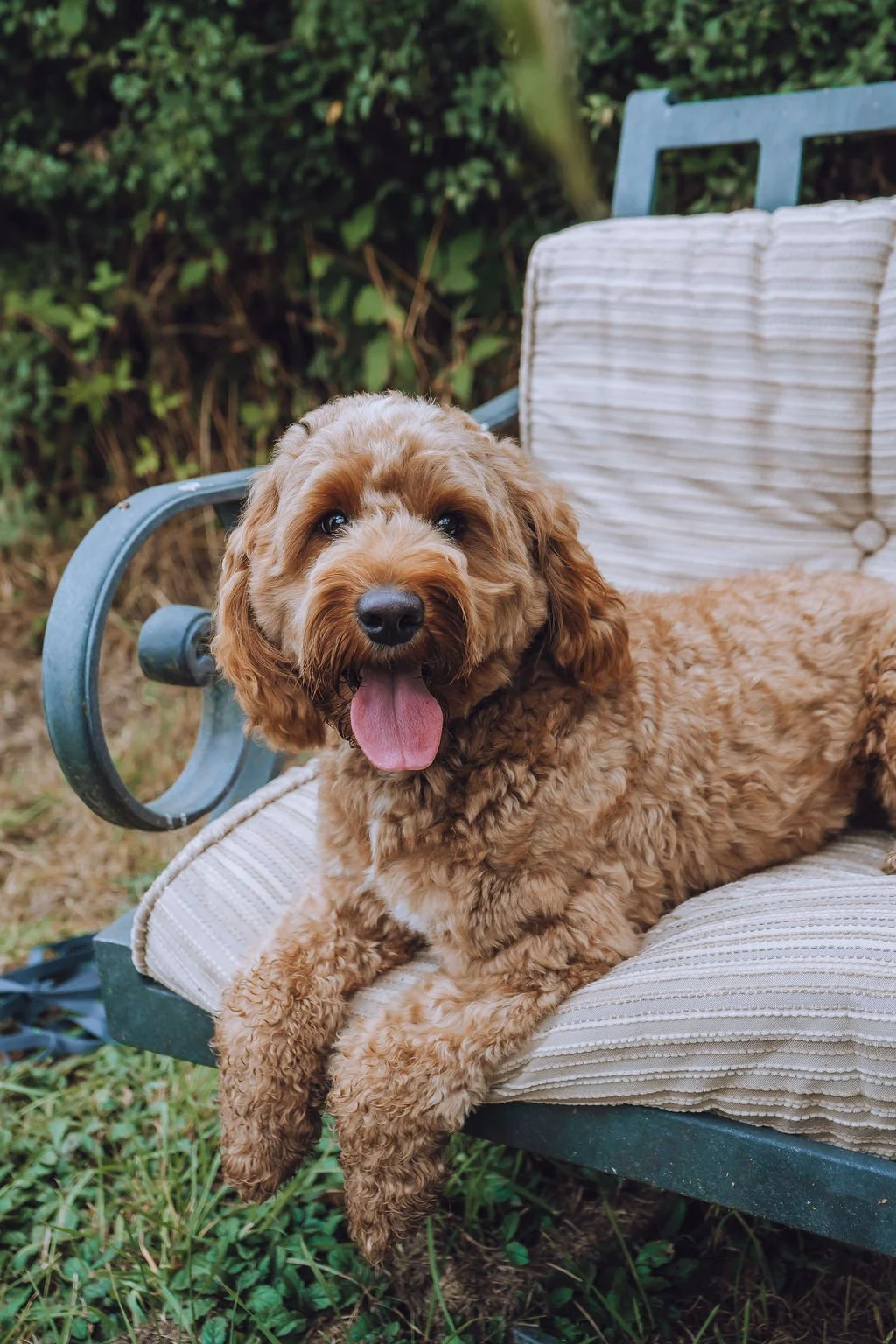 Goldendoodle breeder15.jpg