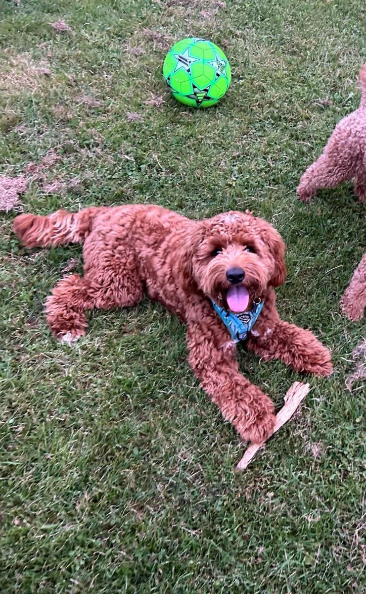 Goldendoodle+puppy+sale5.png