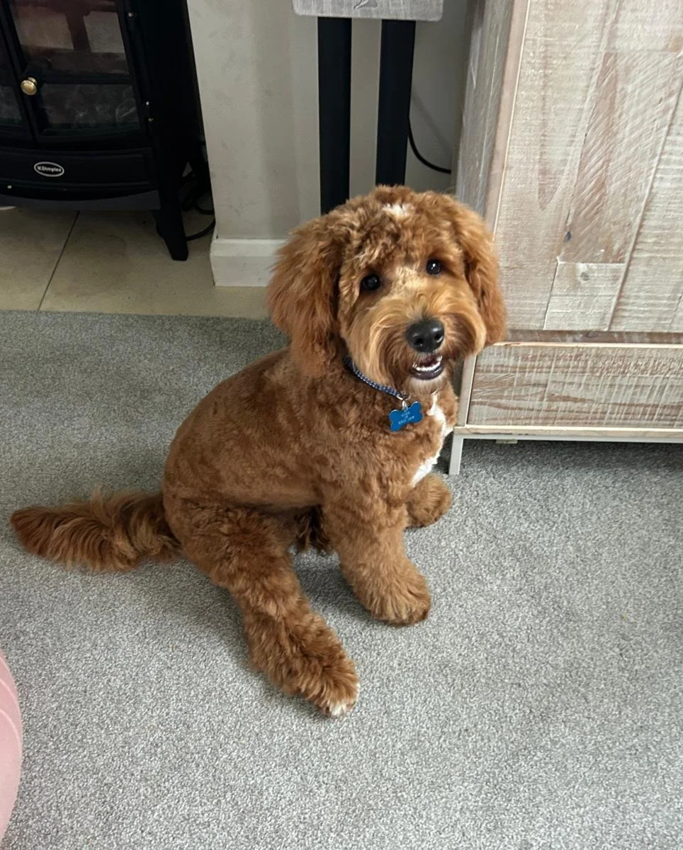 Goldendoodle+puppy+sale4.png