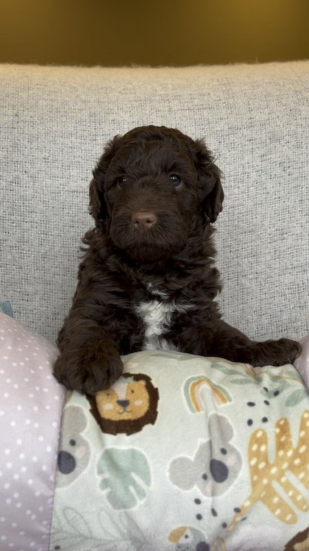 Goldendoodle puppy2.jpeg