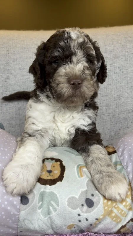 Goldendoodle puppy3.jpeg