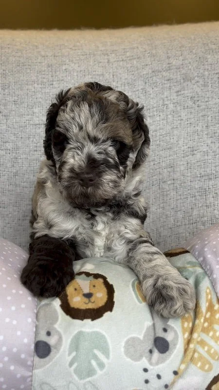 Goldendoodle puppy4.jpeg