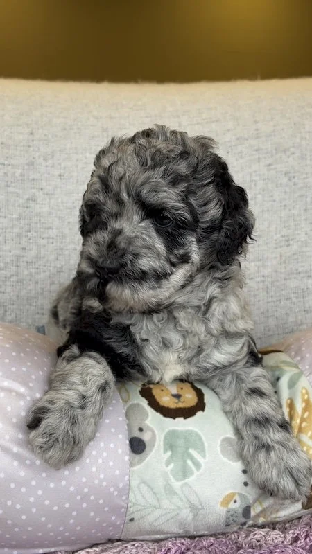 Goldendoodle puppy5.jpeg