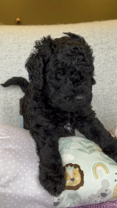 Goldendoodle puppy6.jpeg