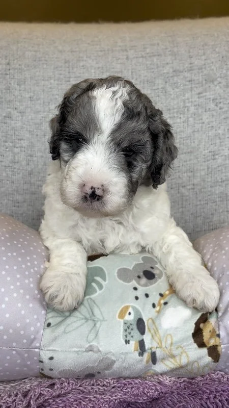 Goldendoodle puppy8.jpeg