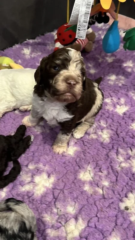 Goldendoodle breeder1.jpeg