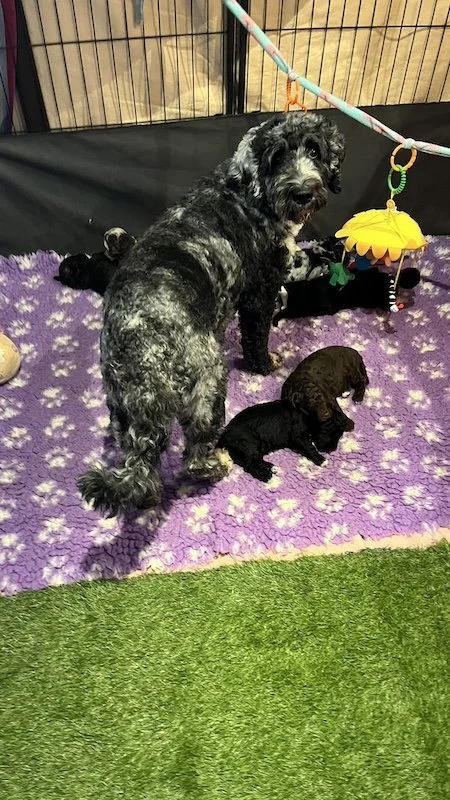 Goldendoodle breeder2.jpeg