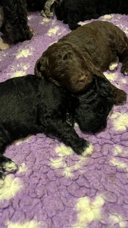 Goldendoodle breeder3.jpeg