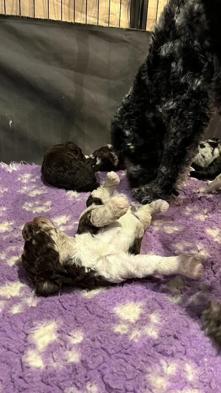 Goldendoodle breeder4.jpeg