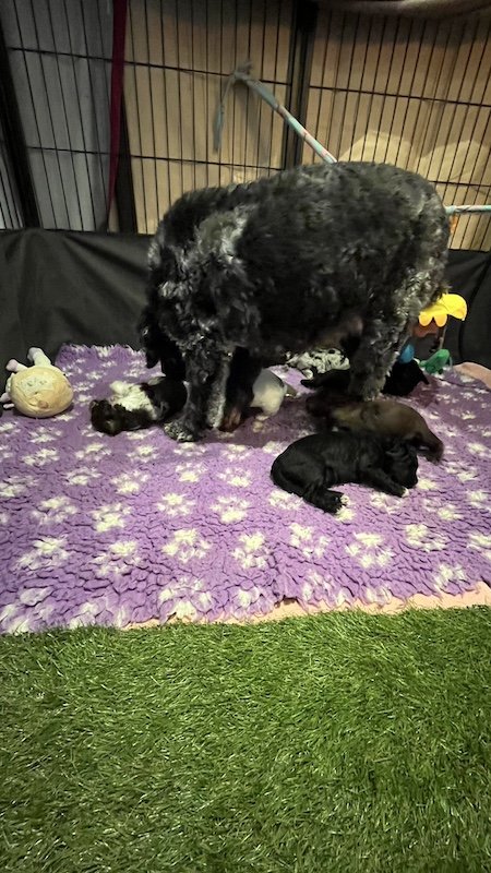 Goldendoodle breeder5.jpeg