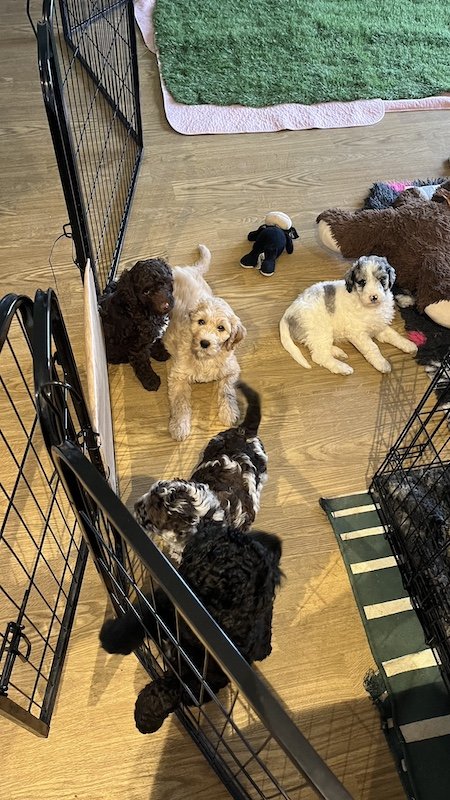 Goldendoodle breeder6.jpeg