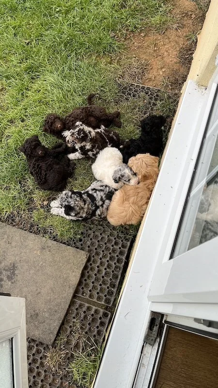 Goldendoodle breeder7.jpeg