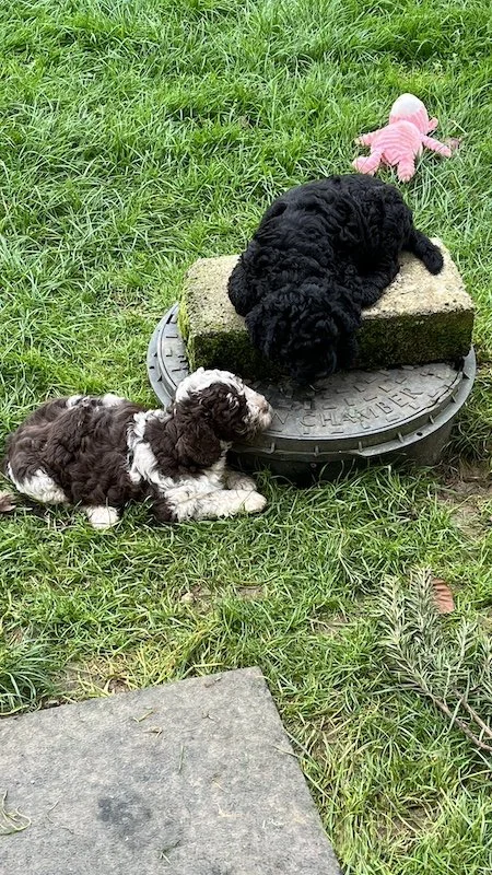Goldendoodle breeder9.jpeg