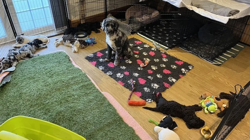 Goldendoodle breeder11.jpeg