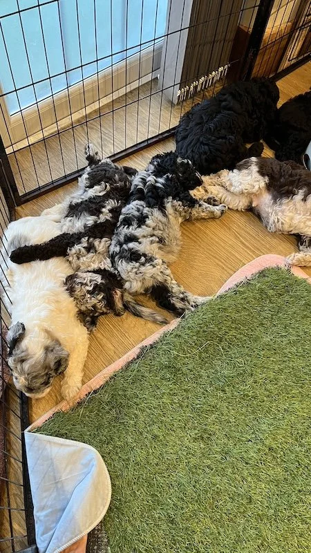 Goldendoodle breeder12.jpeg