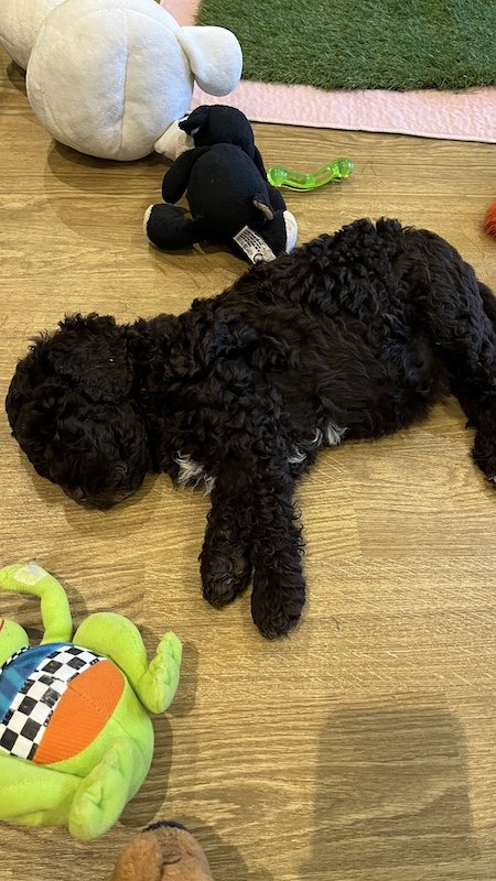 Goldendoodle breeder15.jpeg