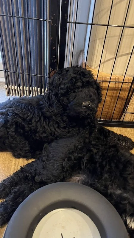 Goldendoodle breeder16.jpeg