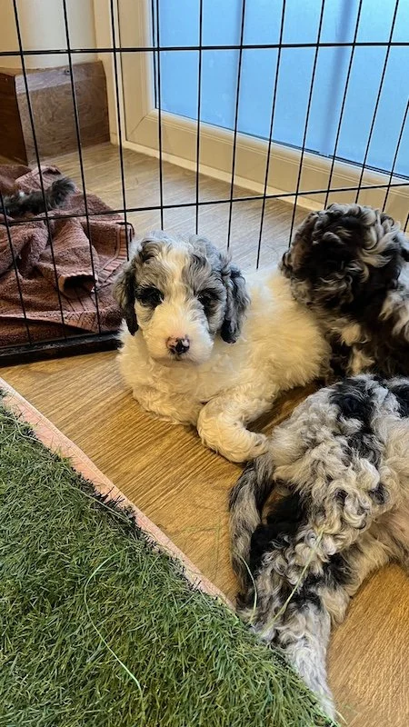 Goldendoodle breeder18.jpeg