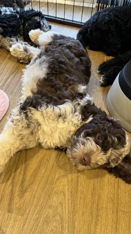 Goldendoodle breeder17.jpeg