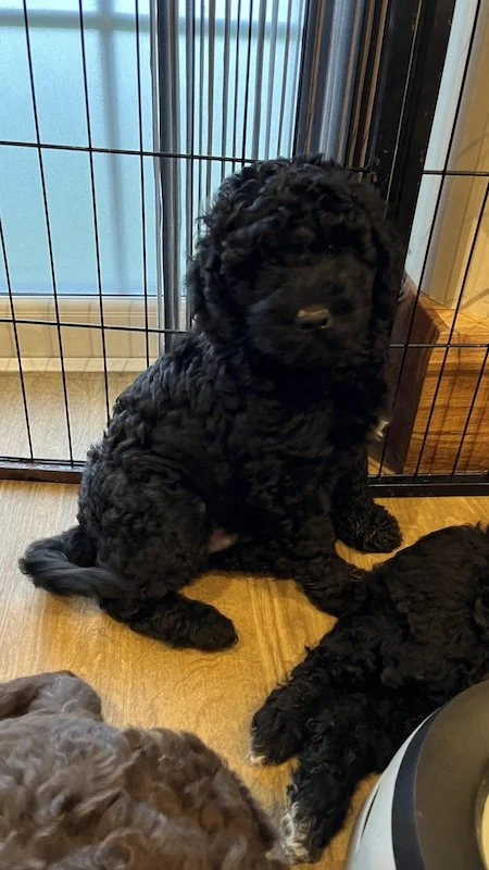 Goldendoodle breeder19.jpeg