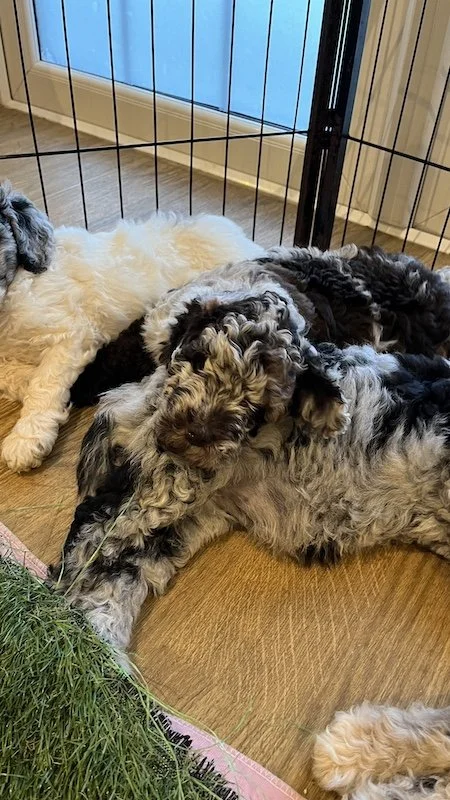 Goldendoodle breeder20.jpeg