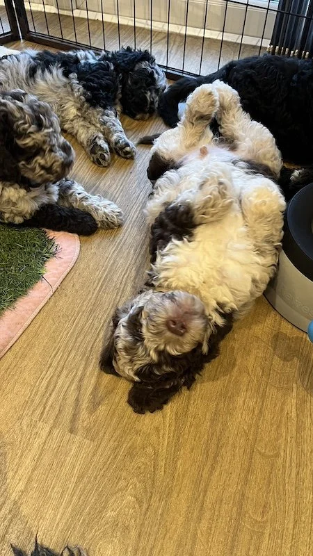 Goldendoodle breeder21.jpeg