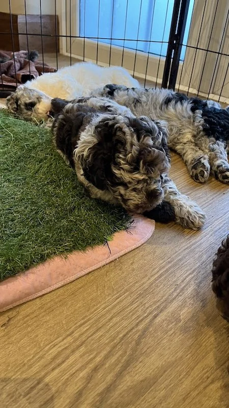 Goldendoodle breeder22.jpeg