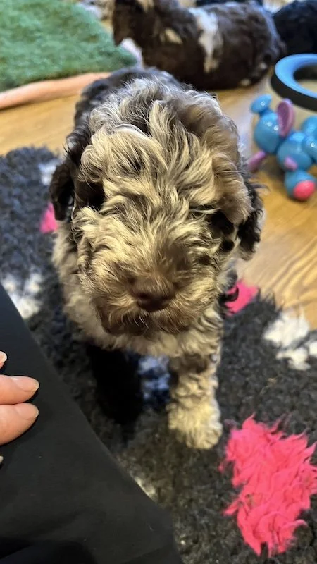 Goldendoodle breeder24.jpeg